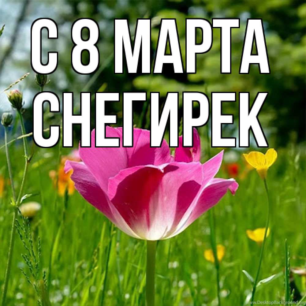 Открытка на каждый день с именем, снегирек C 8 МАРТА полевые цветы Прикольная открытка с пожеланием онлайн скачать бесплатно 