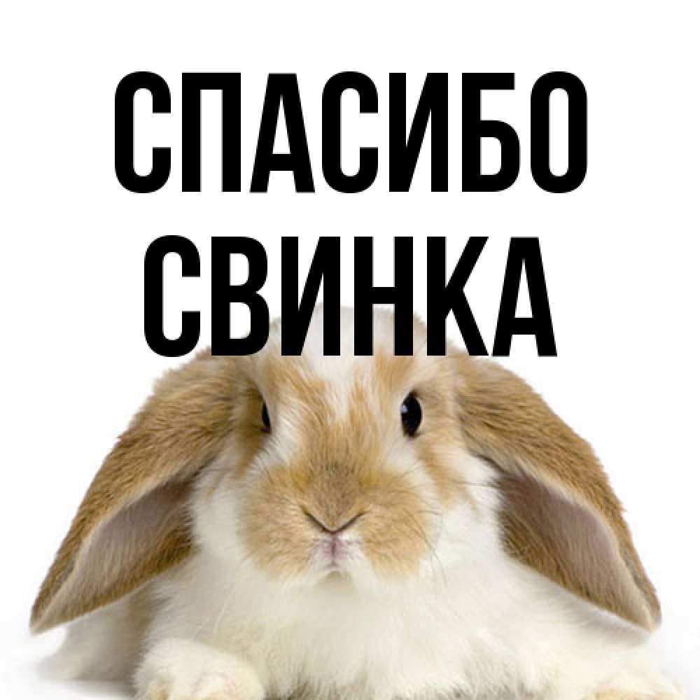 Открытка на каждый день с именем, Свинка Спасибо коричнево белый заяц Прикольная открытка с пожеланием онлайн скачать бесплатно 