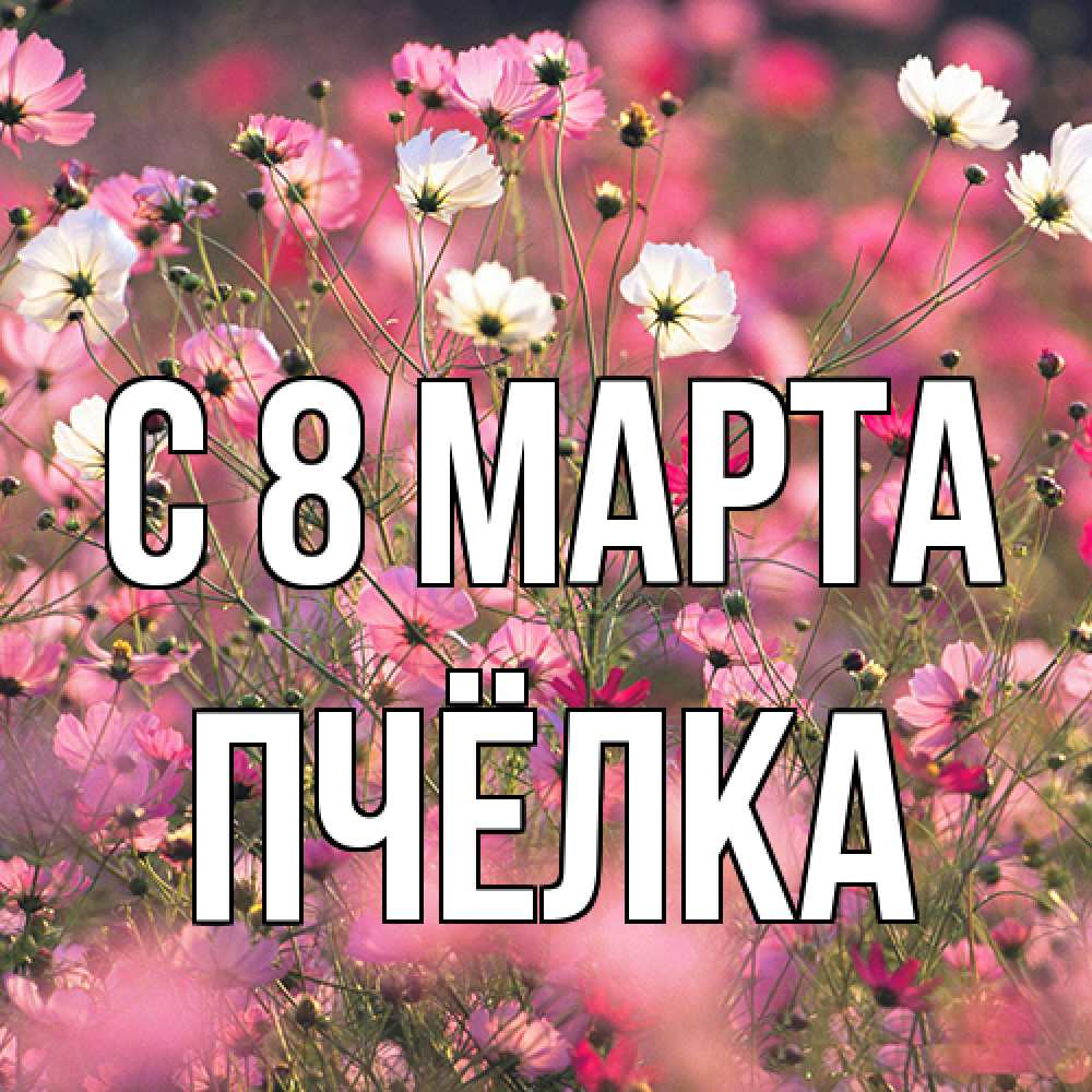 Открытка на каждый день с именем, Пчёлка C 8 МАРТА красиво 1 Прикольная открытка с пожеланием онлайн скачать бесплатно 