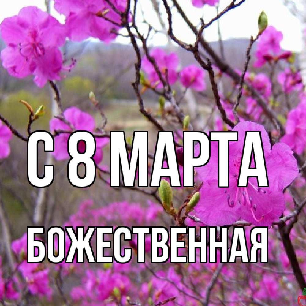 Открытка на каждый день с именем, божественная C 8 МАРТА международный женский день Прикольная открытка с пожеланием онлайн скачать бесплатно 