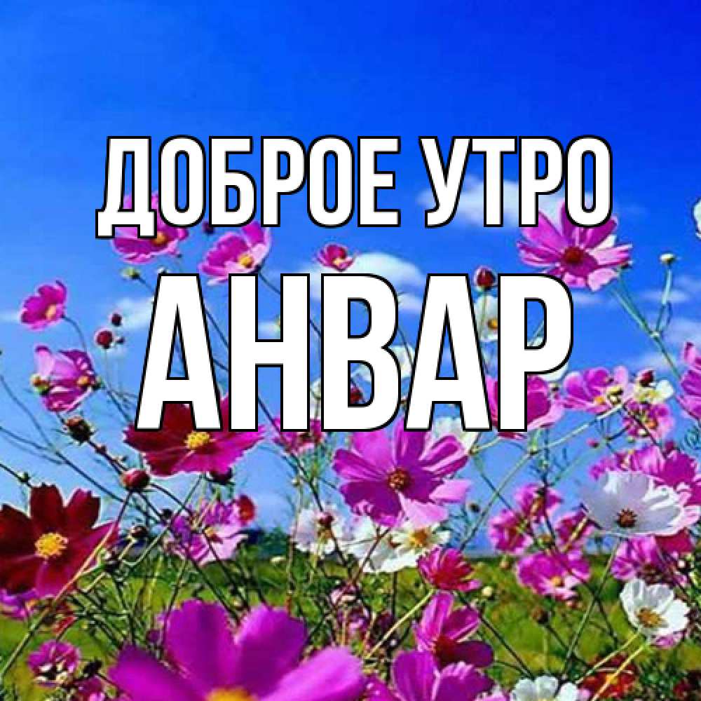 Открытка на каждый день с именем, Анвар Доброе утро сиреневые цветы Прикольная открытка с пожеланием онлайн скачать бесплатно 