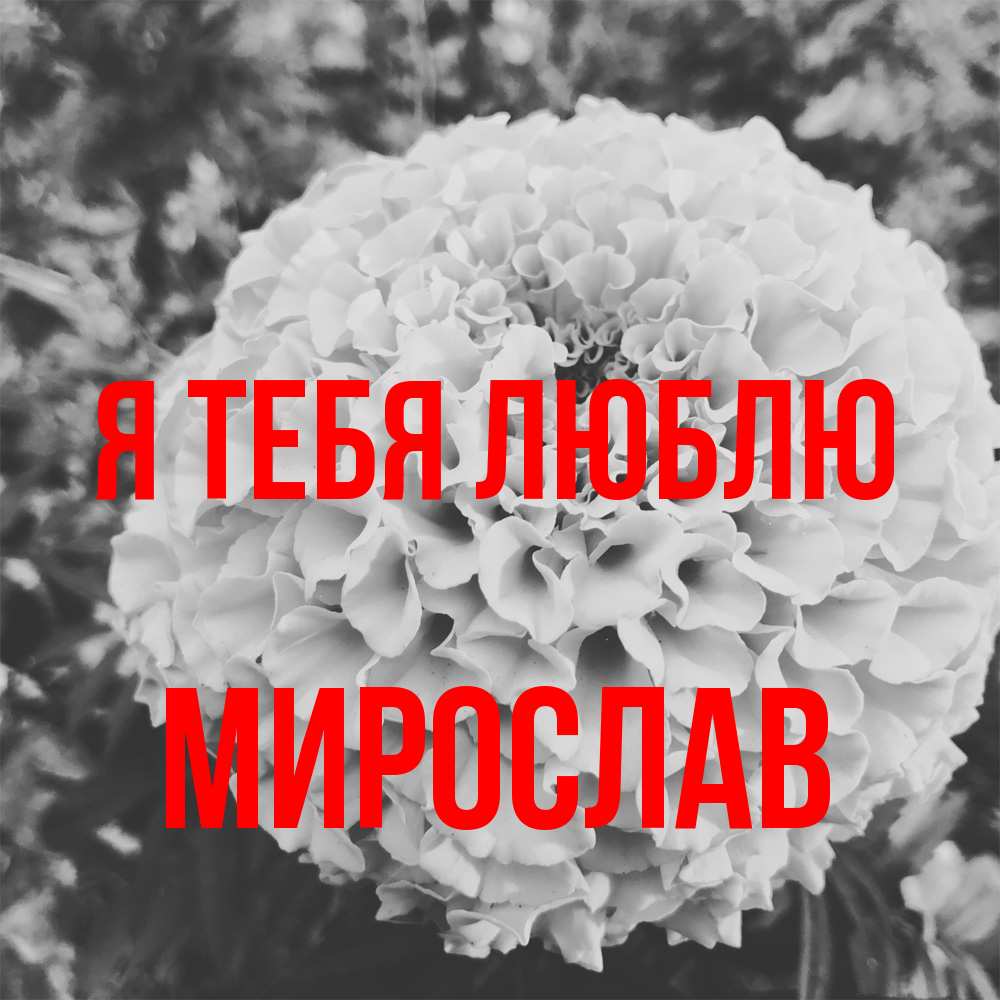 Открытка на каждый день с именем, Мирослав Я тебя люблю подпись Прикольная открытка с пожеланием онлайн скачать бесплатно 