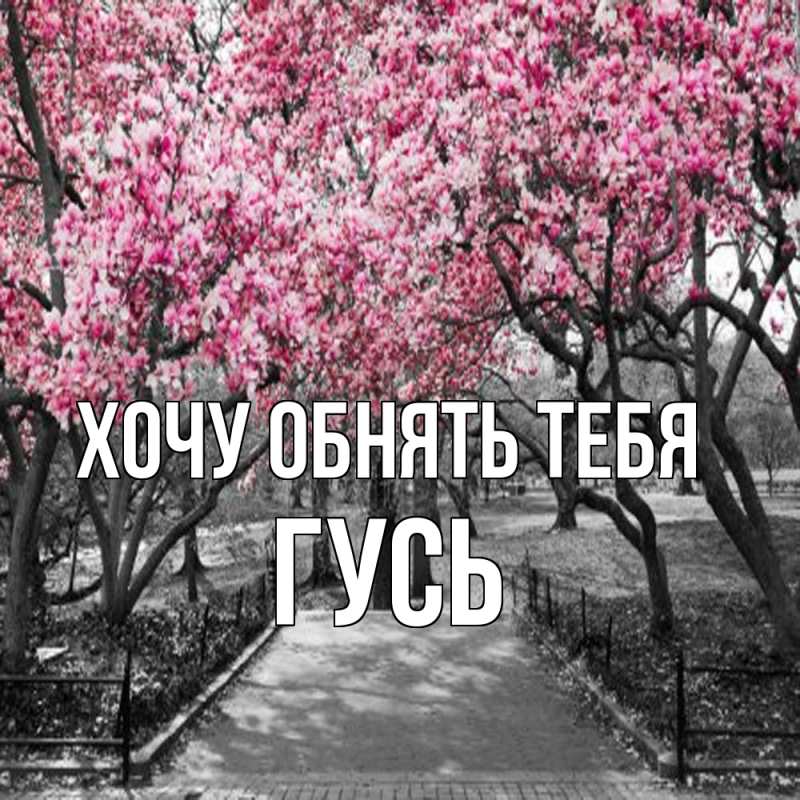 Картинка Хочу обнять тебя, Гусь