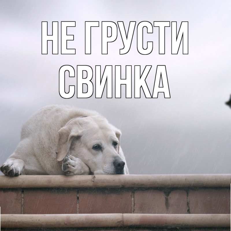 Открытка с именем, Свинка, Не грусти