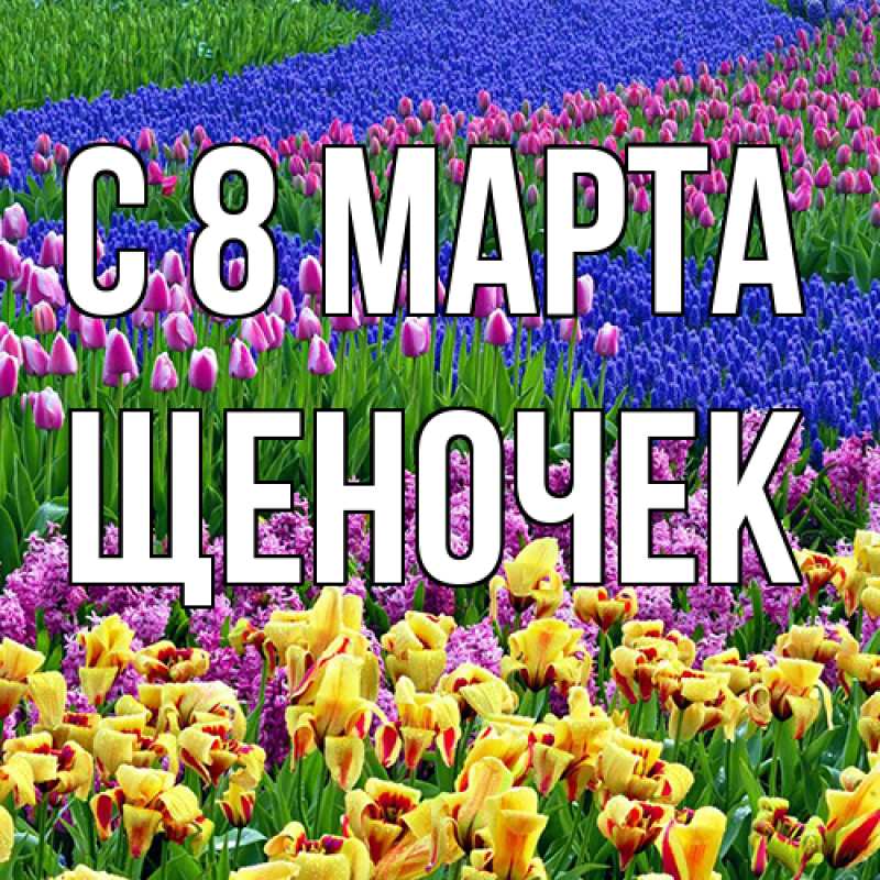 Картинка C 8 МАРТА, Щеночек