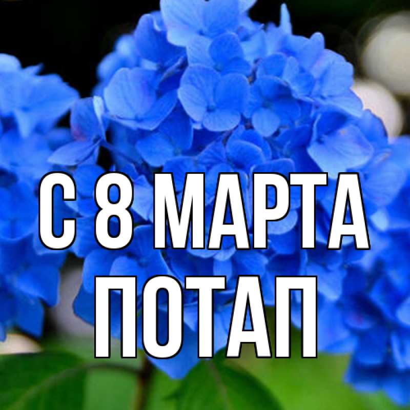 Картинка C 8 МАРТА, Потап