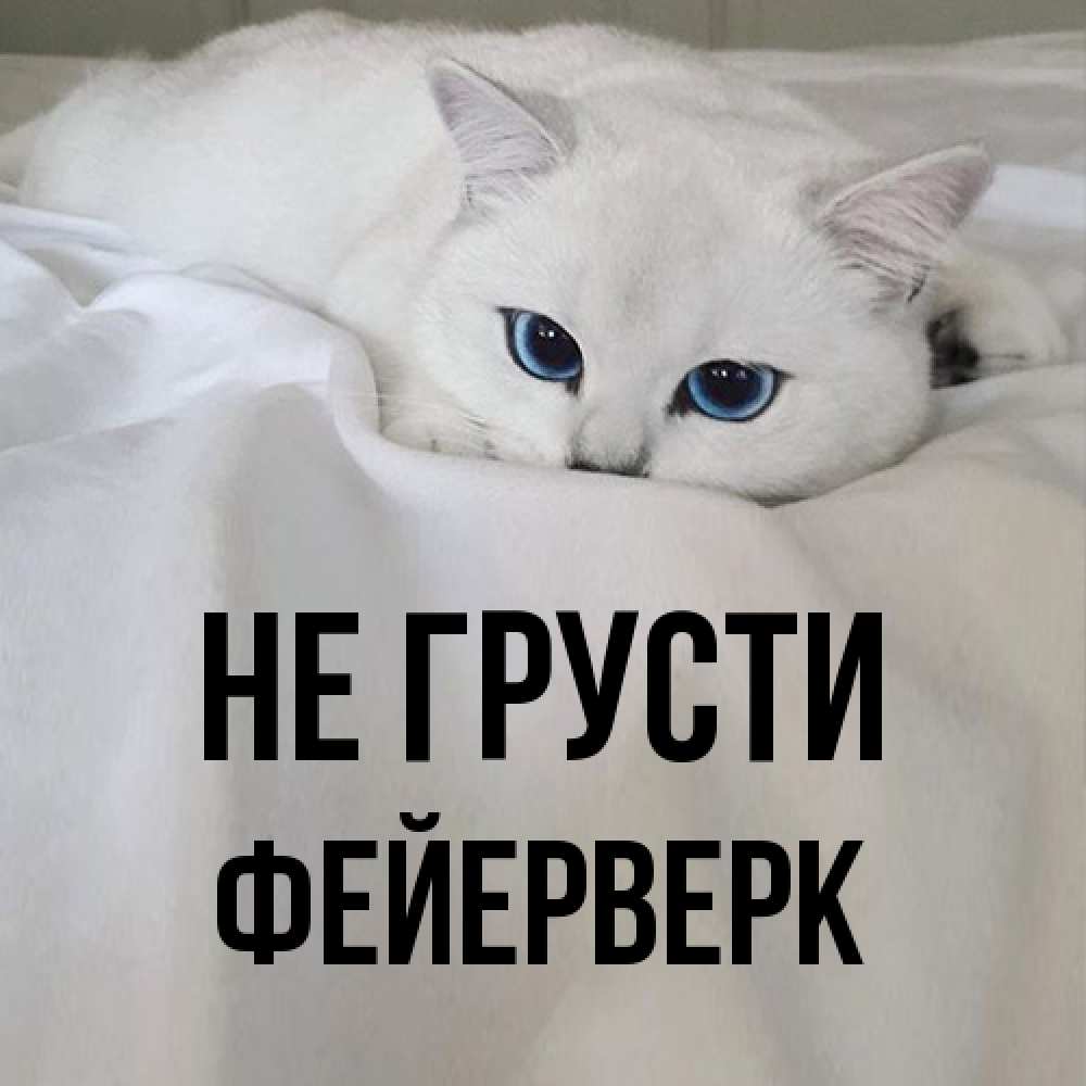 Открытка на каждый день с именем, Фейерверк Не грусти Голубоглазая кошка Прикольная открытка с пожеланием онлайн скачать бесплатно 