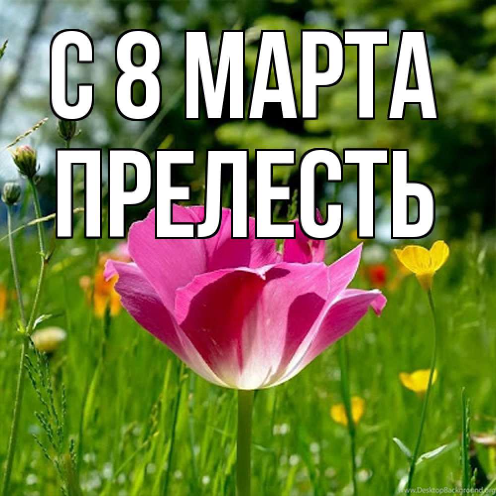 Открытка на каждый день с именем, прелесть C 8 МАРТА полевые цветы Прикольная открытка с пожеланием онлайн скачать бесплатно 