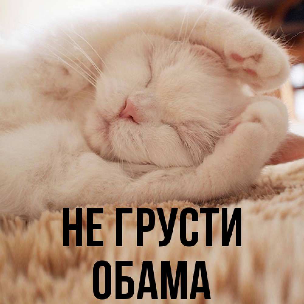 Открытка на каждый день с именем, Обама Не грусти Котенок спит Прикольная открытка с пожеланием онлайн скачать бесплатно 