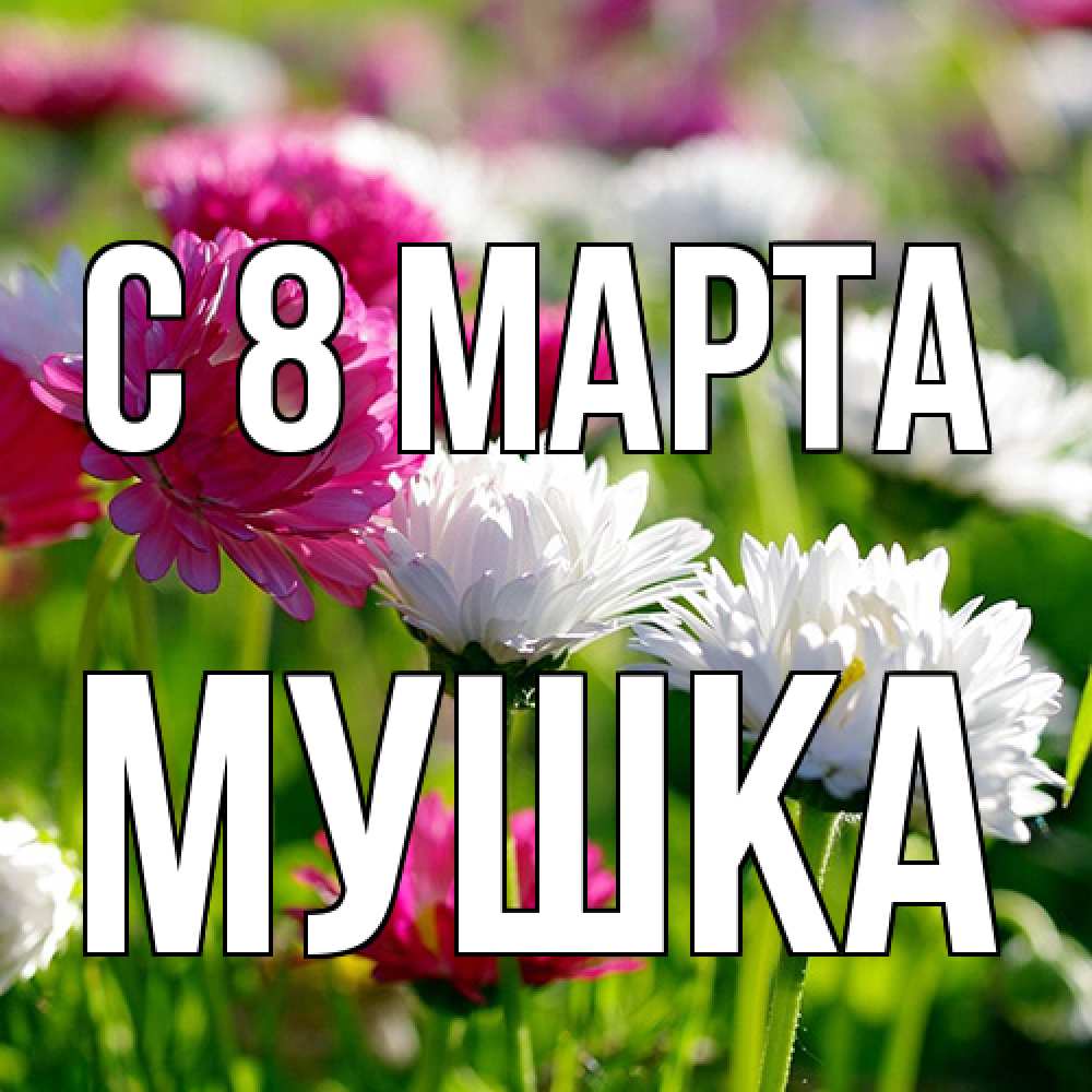 Открытка на каждый день с именем, мушка C 8 МАРТА международный женский день 1 Прикольная открытка с пожеланием онлайн скачать бесплатно 