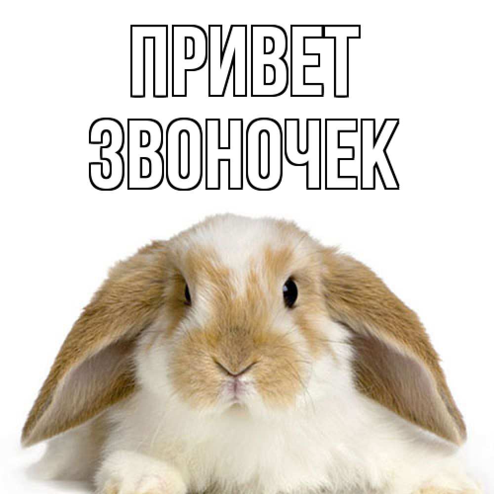 Открытка на каждый день с именем, Звоночек Привет с животными Прикольная открытка с пожеланием онлайн скачать бесплатно 