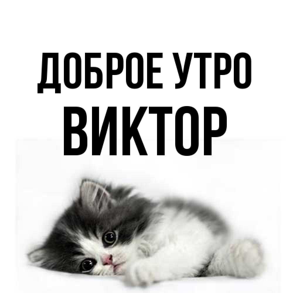 Открытка на каждый день с именем, Виктор Доброе утро кот лапки Прикольная открытка с пожеланием онлайн скачать бесплатно 