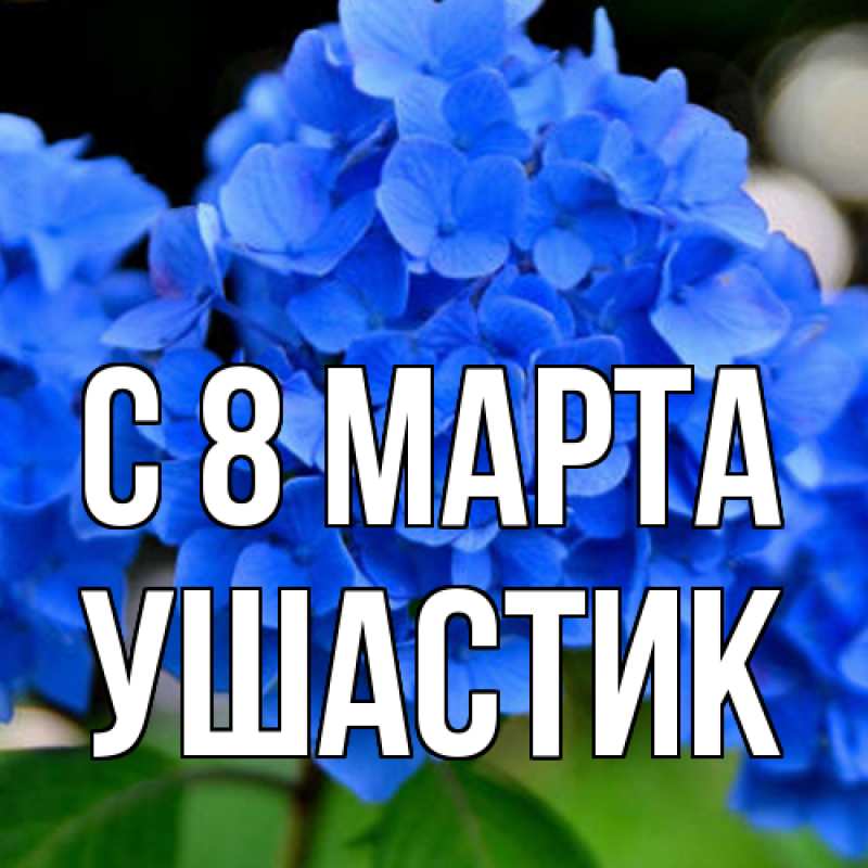 Картинка C 8 МАРТА, Ушастик