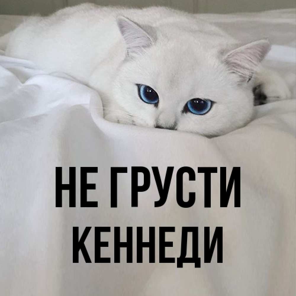 Открытка на каждый день с именем, Кеннеди Не грусти Голубоглазая кошка Прикольная открытка с пожеланием онлайн скачать бесплатно 