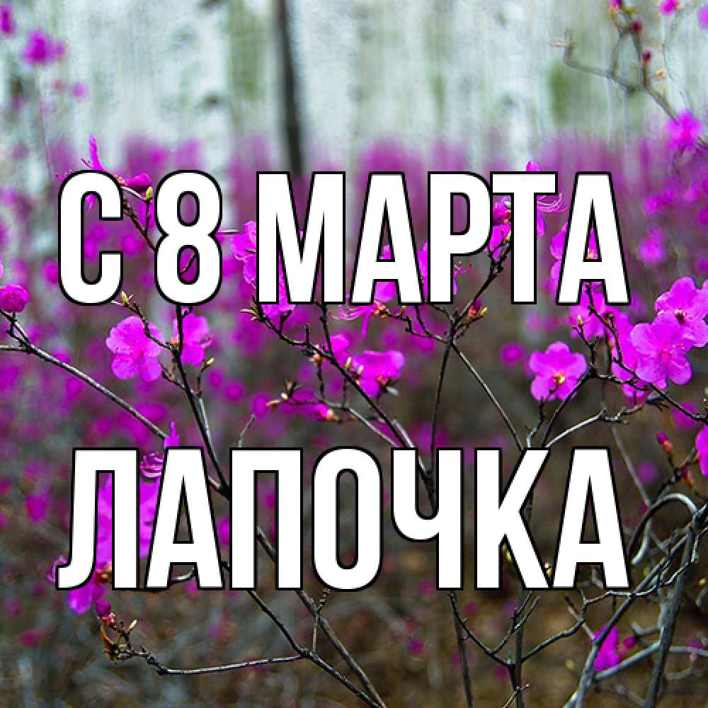 Открытка на каждый день с именем, лапочка C 8 МАРТА дикие цветы Прикольная открытка с пожеланием онлайн скачать бесплатно 