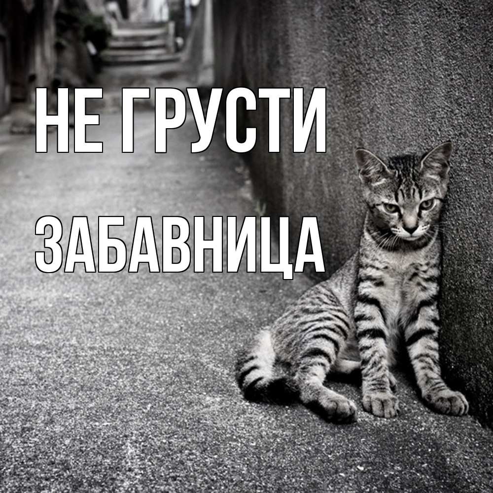 Открытка на каждый день с именем, Забавница Не грусти скучающий котик Прикольная открытка с пожеланием онлайн скачать бесплатно 