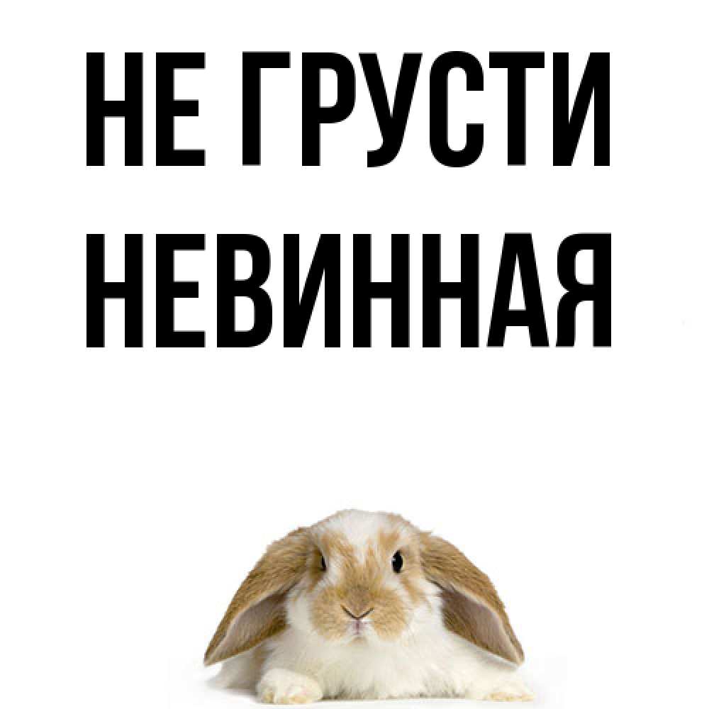 Открытка на каждый день с именем, невинная Не грусти коричнево белый заяц с большими ушками Прикольная открытка с пожеланием онлайн скачать бесплатно 