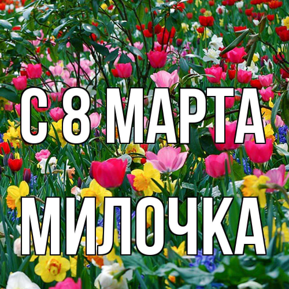 Открытка на каждый день с именем, Милочка C 8 МАРТА с международным женским днем поздравления для женщины Прикольная открытка с пожеланием онлайн скачать бесплатно 