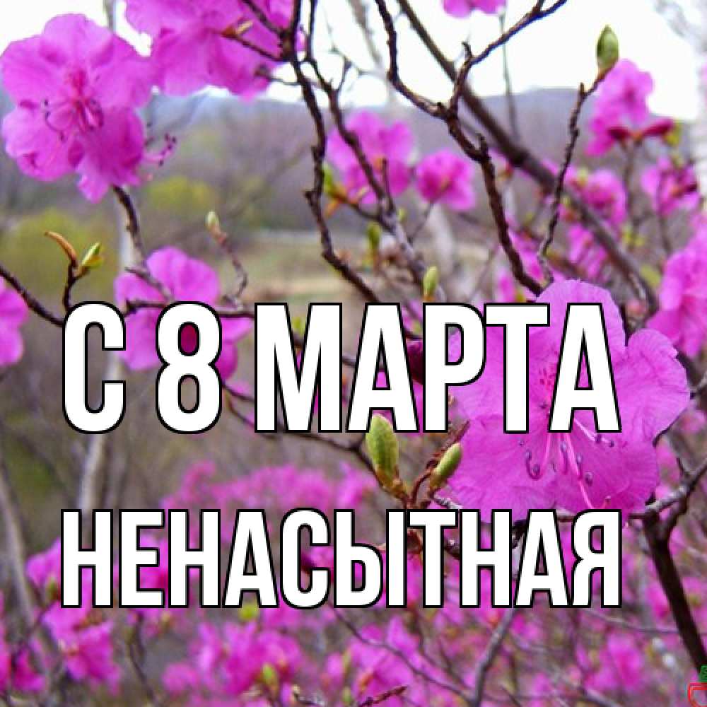 Открытка на каждый день с именем, Ненасытная C 8 МАРТА международный женский день Прикольная открытка с пожеланием онлайн скачать бесплатно 