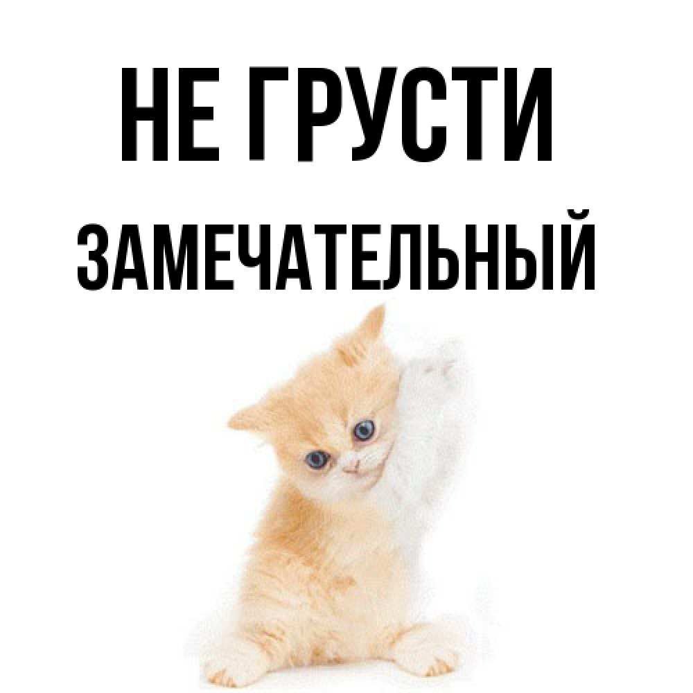 Открытка на каждый день с именем, Замечательный Не грусти просящий кот Прикольная открытка с пожеланием онлайн скачать бесплатно 