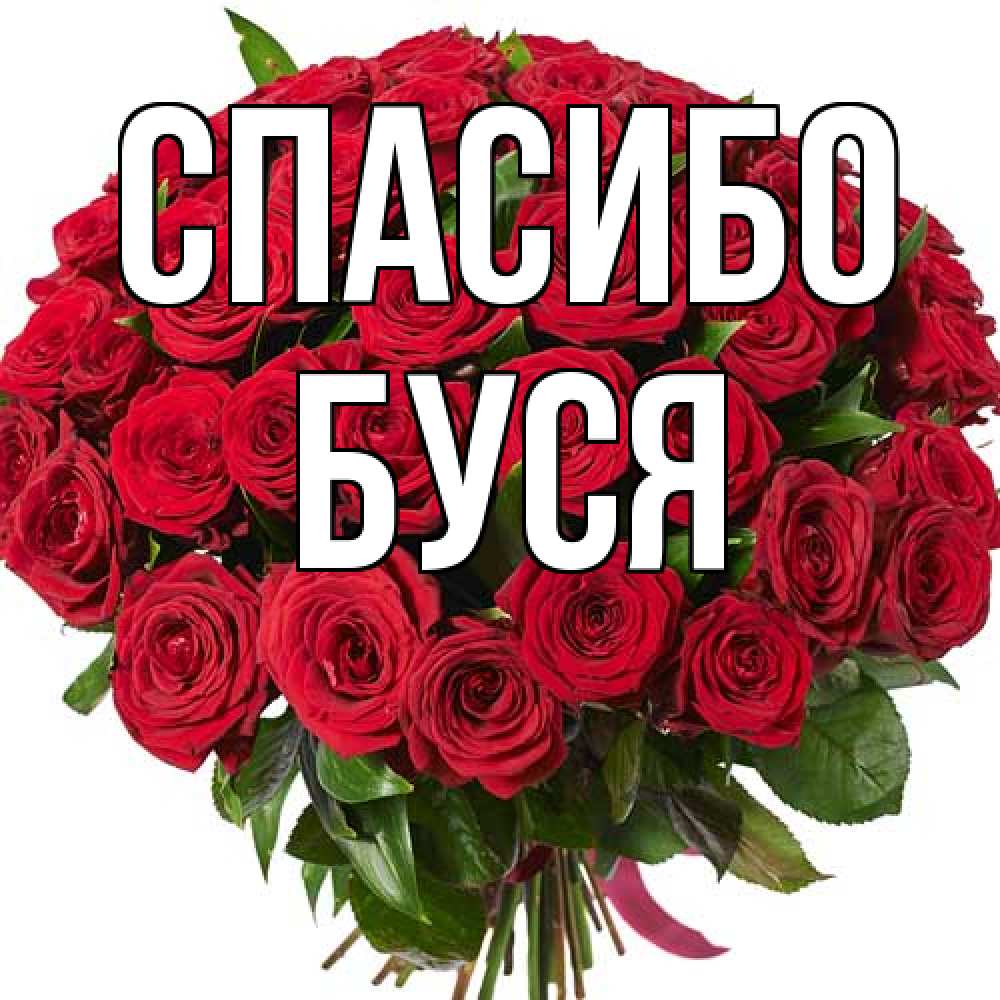 Открытка на каждый день с именем, Буся Спасибо букет красных роз Прикольная открытка с пожеланием онлайн скачать бесплатно 