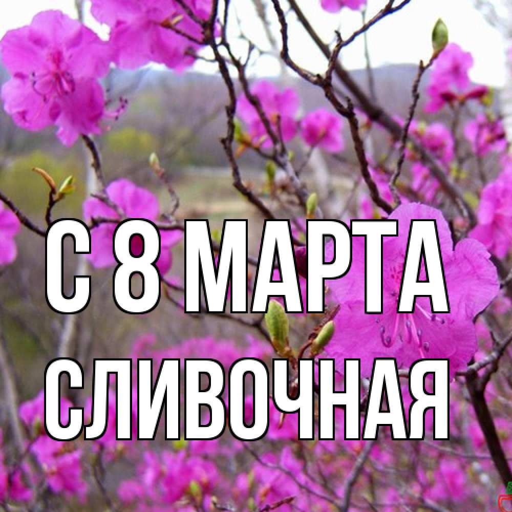 Открытка на каждый день с именем, Сливочная C 8 МАРТА международный женский день Прикольная открытка с пожеланием онлайн скачать бесплатно 