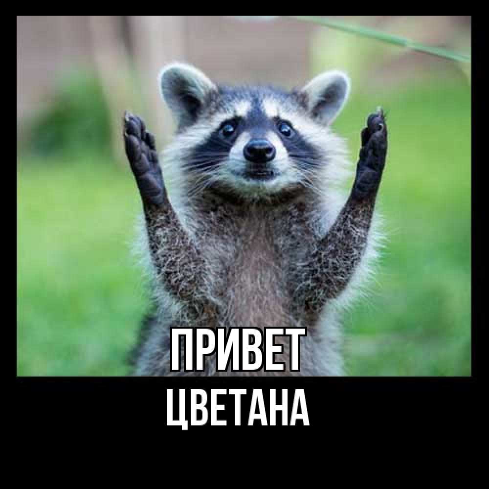 Открытка на каждый день с именем, Цветана Привет животные Прикольная открытка с пожеланием онлайн скачать бесплатно 