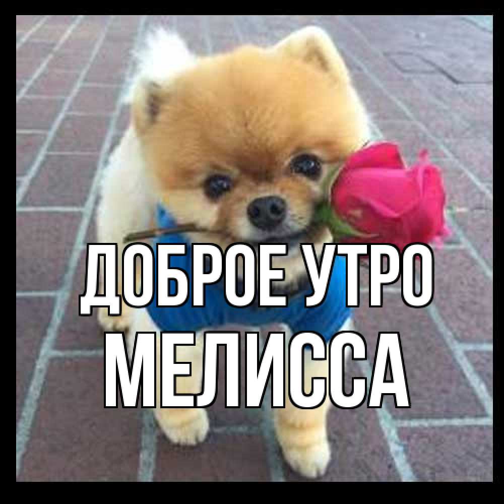 Открытка на каждый день с именем, Мелисса Доброе утро роза в зубах Прикольная открытка с пожеланием онлайн скачать бесплатно 