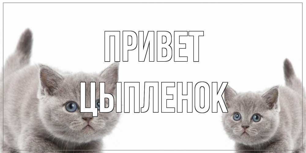 Открытка на каждый день с именем, Цыпленок Привет коты Прикольная открытка с пожеланием онлайн скачать бесплатно 