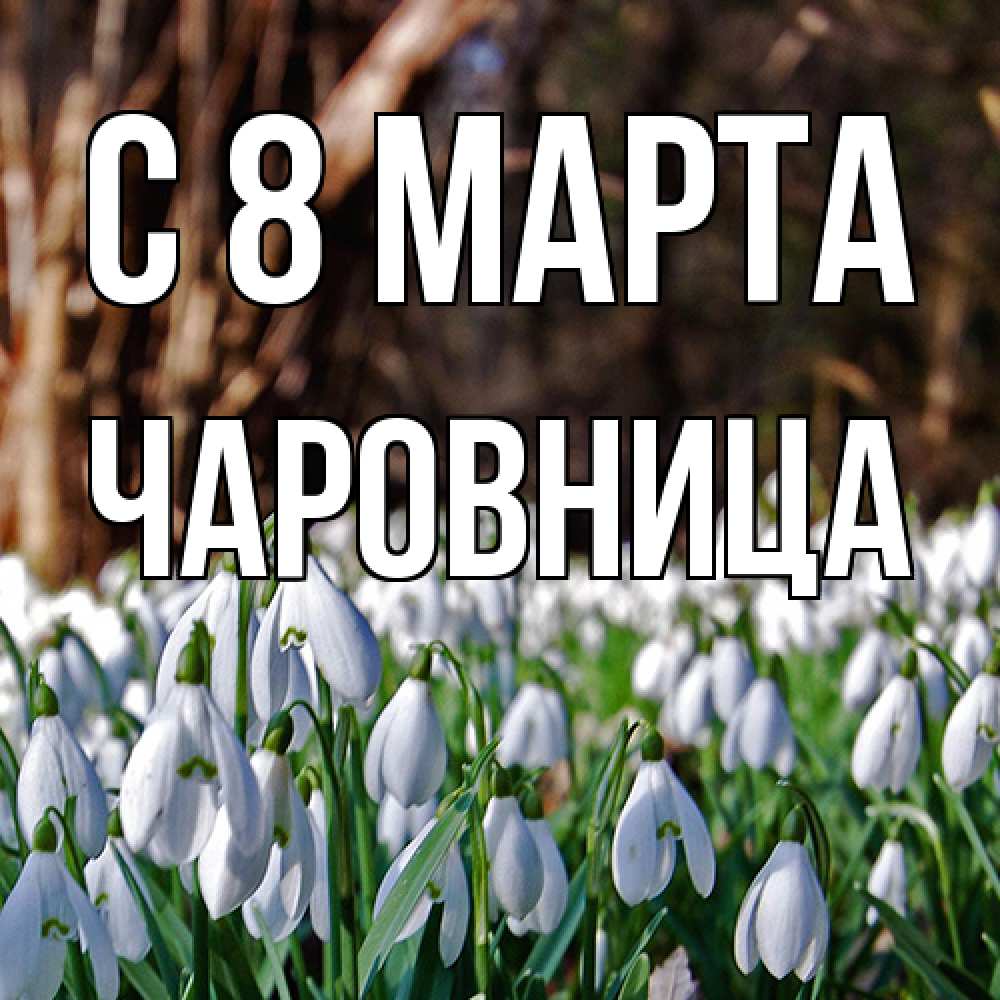 Открытка на каждый день с именем, чаровница C 8 МАРТА с подснежниками 1 Прикольная открытка с пожеланием онлайн скачать бесплатно 