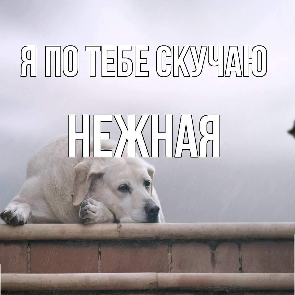 Открытка на каждый день с именем, Нежная Я по тебе скучаю ждет Прикольная открытка с пожеланием онлайн скачать бесплатно 