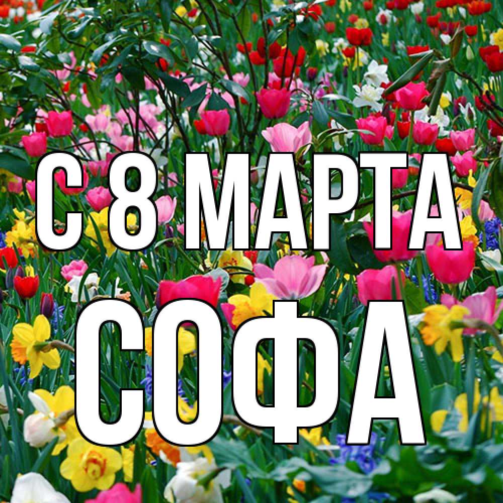 Открытка на каждый день с именем, Софа C 8 МАРТА с международным женским днем поздравления для женщины Прикольная открытка с пожеланием онлайн скачать бесплатно 