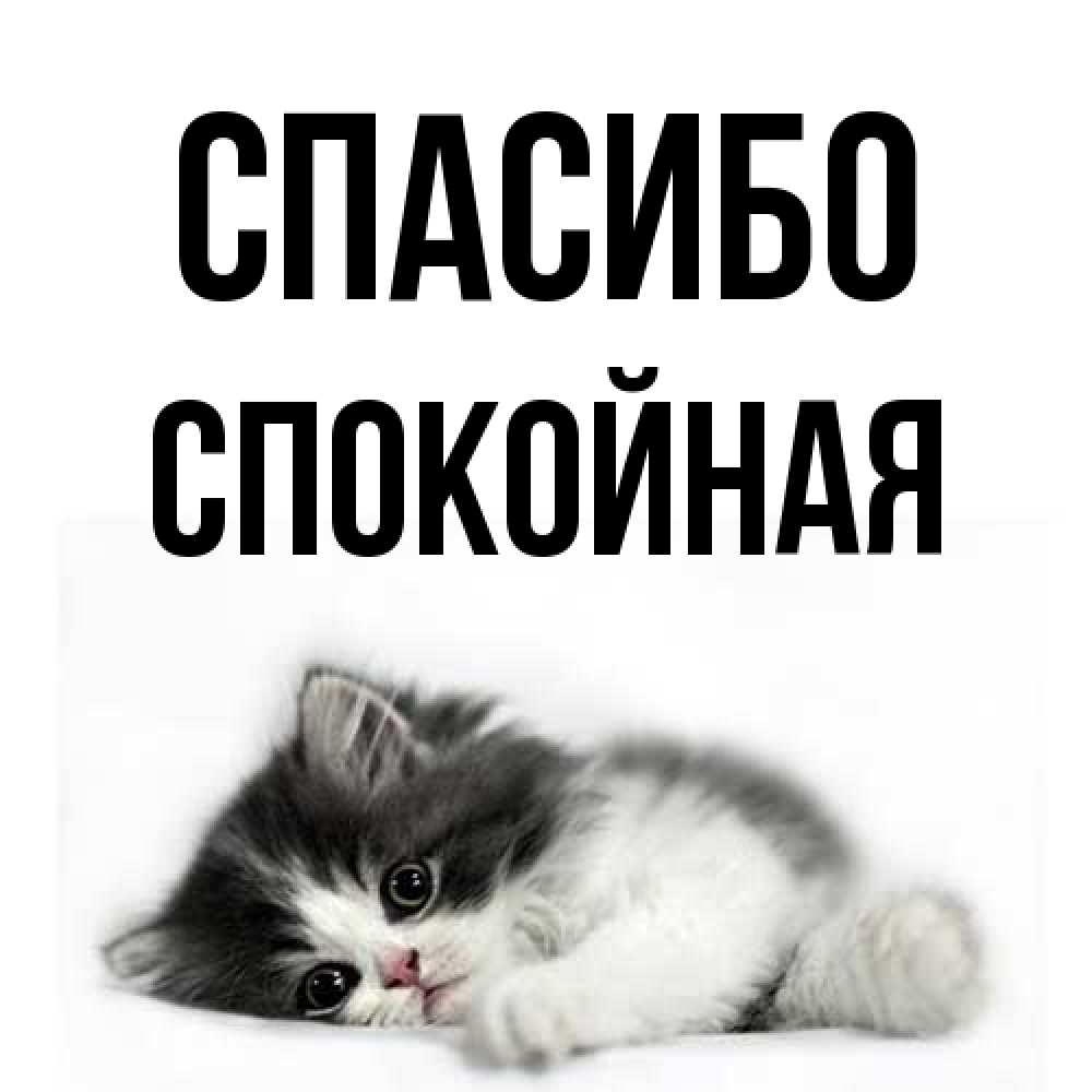 Открытка на каждый день с именем, спокойная Спасибо черный и белый кот Прикольная открытка с пожеланием онлайн скачать бесплатно 