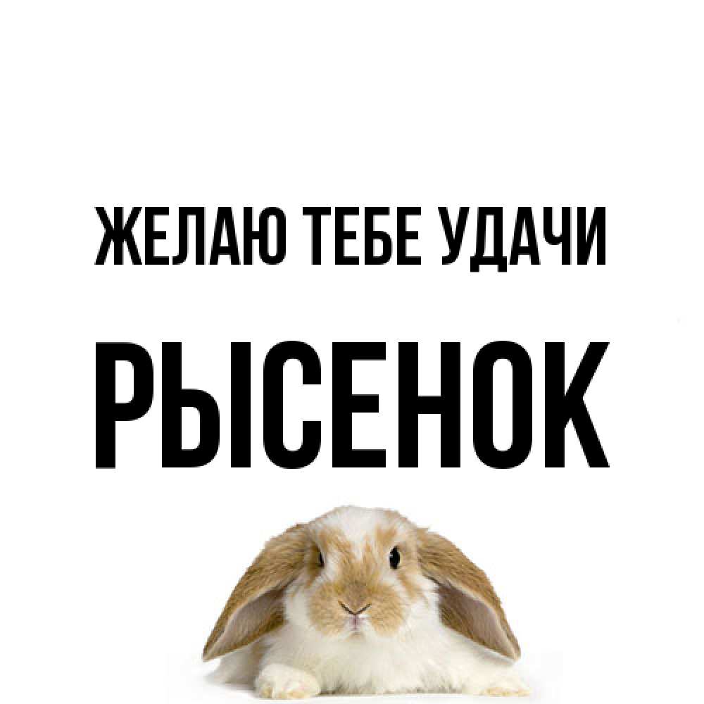 Открытка на каждый день с именем, рысенок Желаю тебе удачи открытки с произвольным текстом который можно вставить в открытку и создать ее самостоятельно бесплатно онлайн Прикольная открытка с пожеланием онлайн скачать бесплатно 