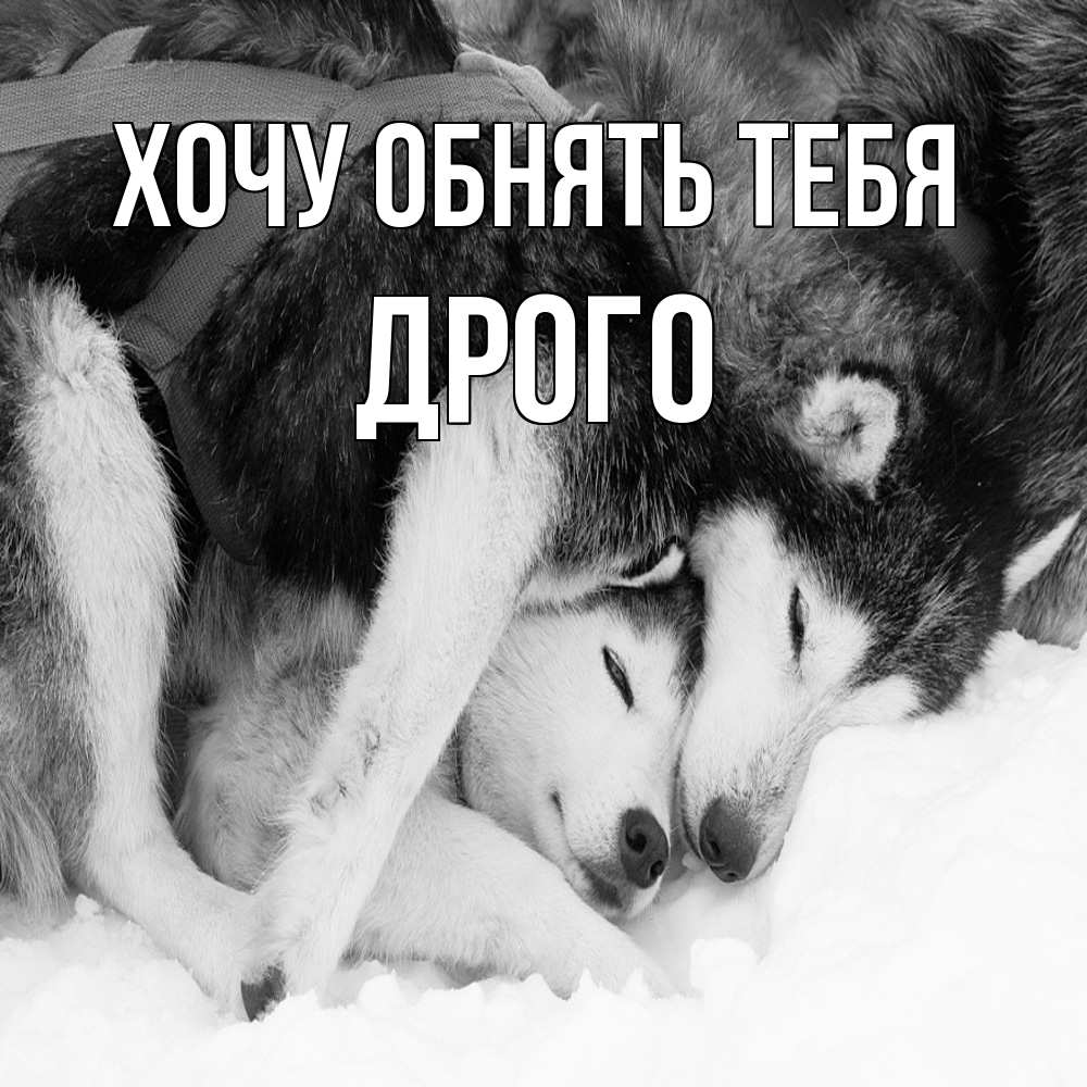 Открытка на каждый день с именем, Дрого Хочу обнять тебя собачки в упряжке Прикольная открытка с пожеланием онлайн скачать бесплатно 
