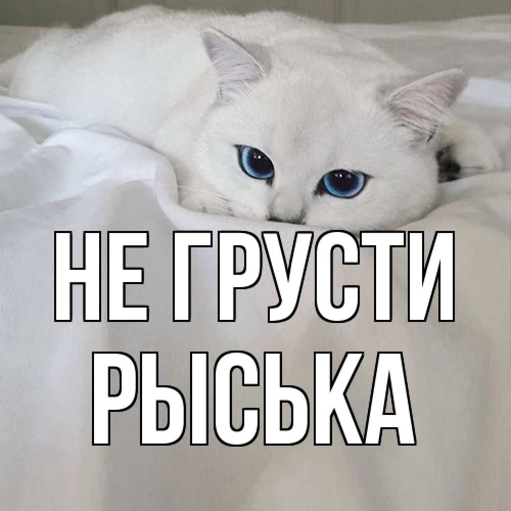 Открытка на каждый день с именем, Рыська Не грусти белый кот с голубыми глазами на белоснежной кровати Прикольная открытка с пожеланием онлайн скачать бесплатно 