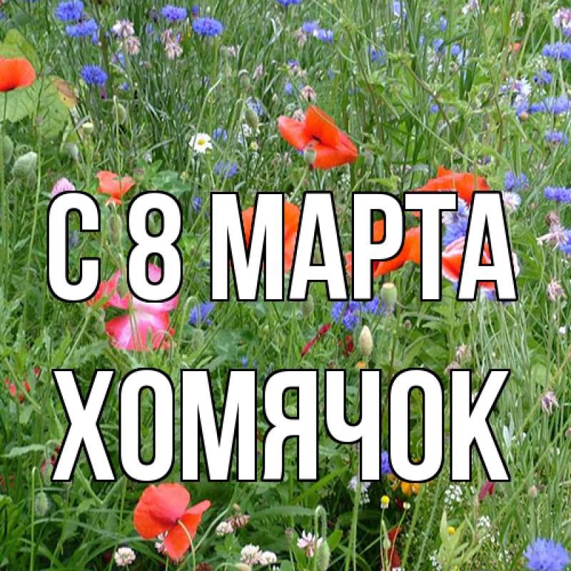 Картинка C 8 МАРТА, Хомячок