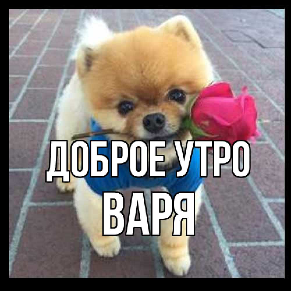 Открытка на каждый день с именем, Варя Доброе утро роза в зубах Прикольная открытка с пожеланием онлайн скачать бесплатно 