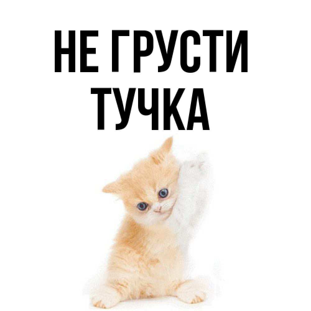 Открытка на каждый день с именем, Тучка Не грусти просящий кот Прикольная открытка с пожеланием онлайн скачать бесплатно 