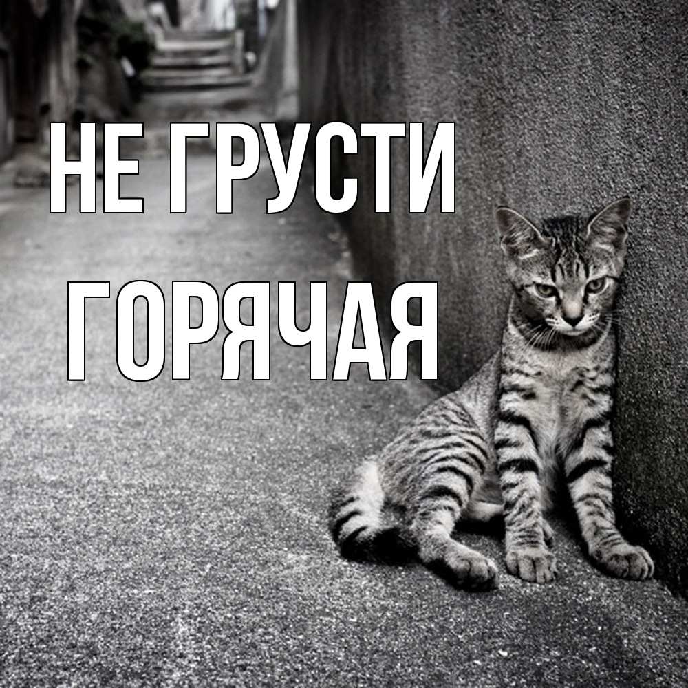 Открытка на каждый день с именем, горячая Не грусти скучающий котик Прикольная открытка с пожеланием онлайн скачать бесплатно 