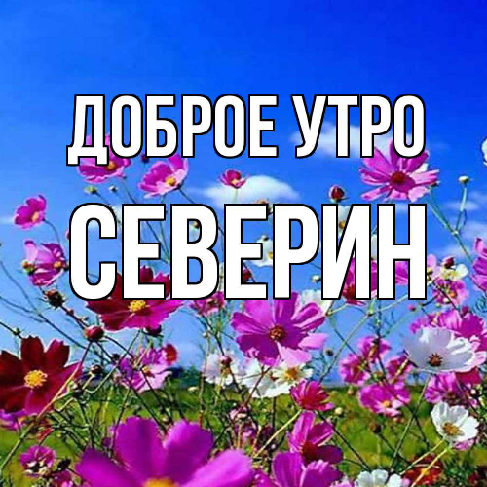 Открытка на каждый день с именем, Северин Доброе утро сиреневые цветы Прикольная открытка с пожеланием онлайн скачать бесплатно 