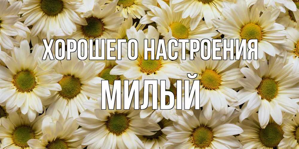 Открытка на каждый день с именем, Милый Хорошего настроения крупные ромашки Прикольная открытка с пожеланием онлайн скачать бесплатно 