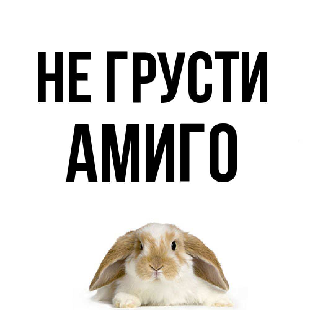 Открытка на каждый день с именем, Амиго Не грусти коричнево белый заяц с большими ушками Прикольная открытка с пожеланием онлайн скачать бесплатно 