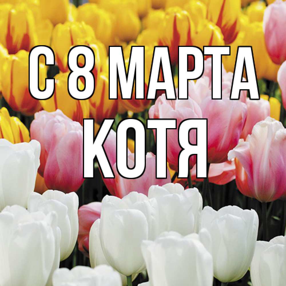 Открытка на каждый день с именем, Котя C 8 МАРТА разноцветные цветы Прикольная открытка с пожеланием онлайн скачать бесплатно 