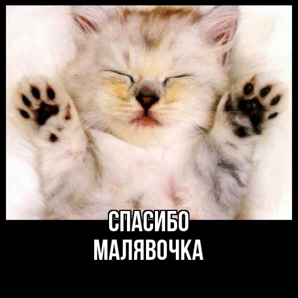 Открытка на каждый день с именем, малявочка Спасибо маленький котенок Прикольная открытка с пожеланием онлайн скачать бесплатно 