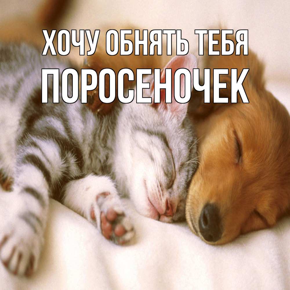 Открытка на каждый день с именем, поросеночек Хочу обнять тебя пес и котенок Прикольная открытка с пожеланием онлайн скачать бесплатно 