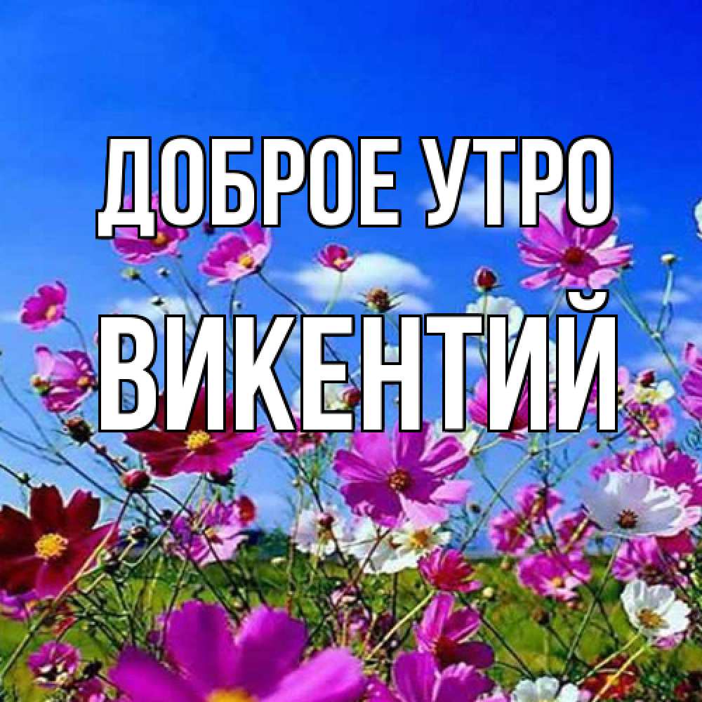 Открытка на каждый день с именем, Викентий Доброе утро сиреневые цветы Прикольная открытка с пожеланием онлайн скачать бесплатно 