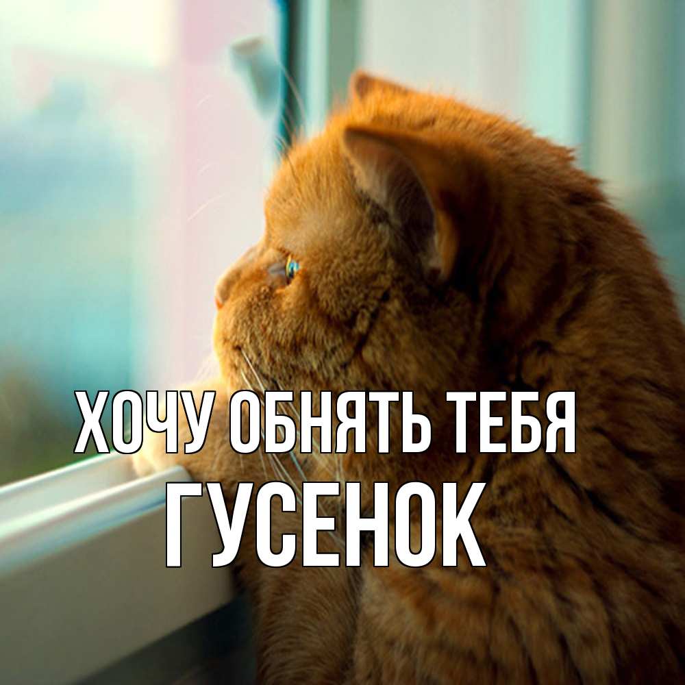 Открытка на каждый день с именем, гусенок Хочу обнять тебя большой огромный рыжий котяра Прикольная открытка с пожеланием онлайн скачать бесплатно 