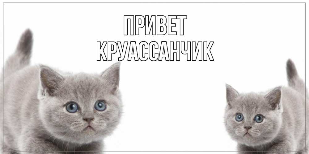 Открытка на каждый день с именем, круассанчик Привет коты Прикольная открытка с пожеланием онлайн скачать бесплатно 