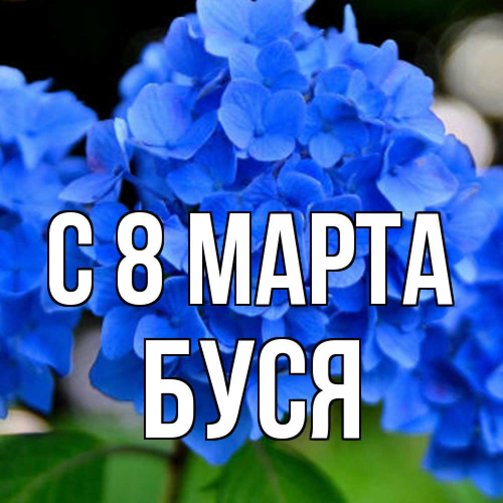 Открытка на каждый день с именем, Буся C 8 МАРТА синие цветы Прикольная открытка с пожеланием онлайн скачать бесплатно 